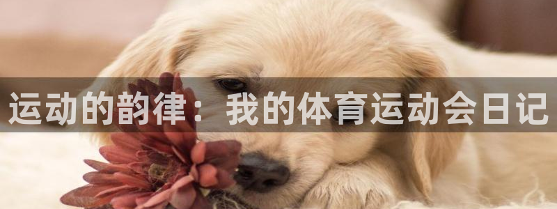 mk体育：运动的韵律：我的体育运动会